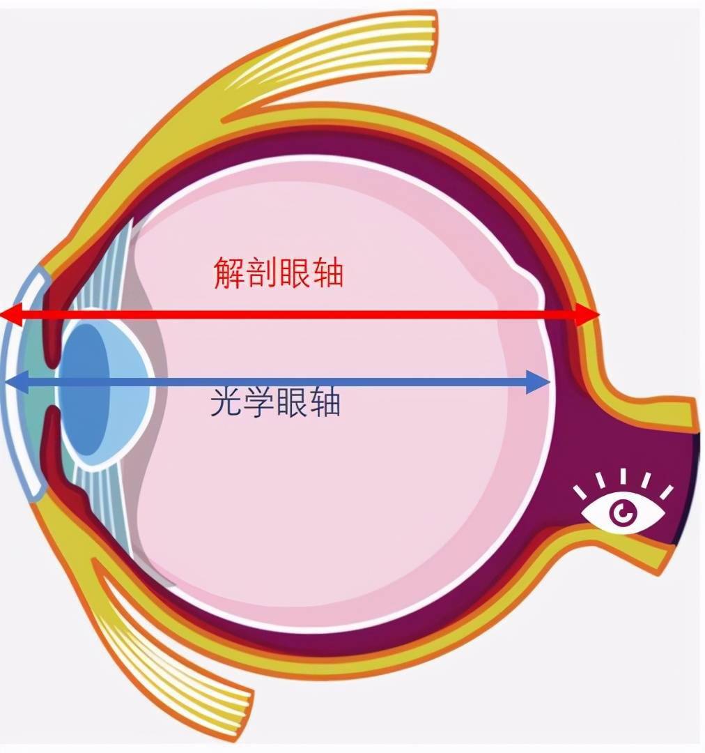 我们推荐每半年检查一次眼轴,看他这个眼球发育的速度