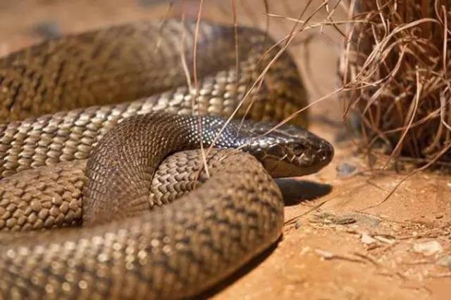 世界上最毒的12种蛇 ,小心