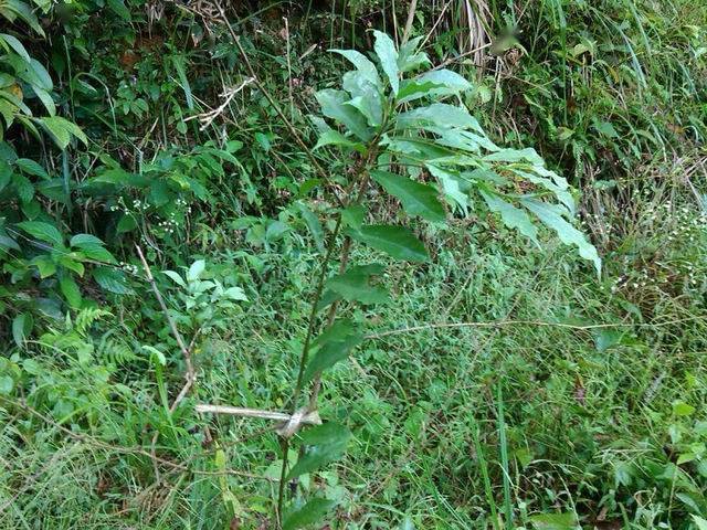 五指毛桃属桑科植物,并不是桃,广泛分布粤东北地区为主的山上,自然