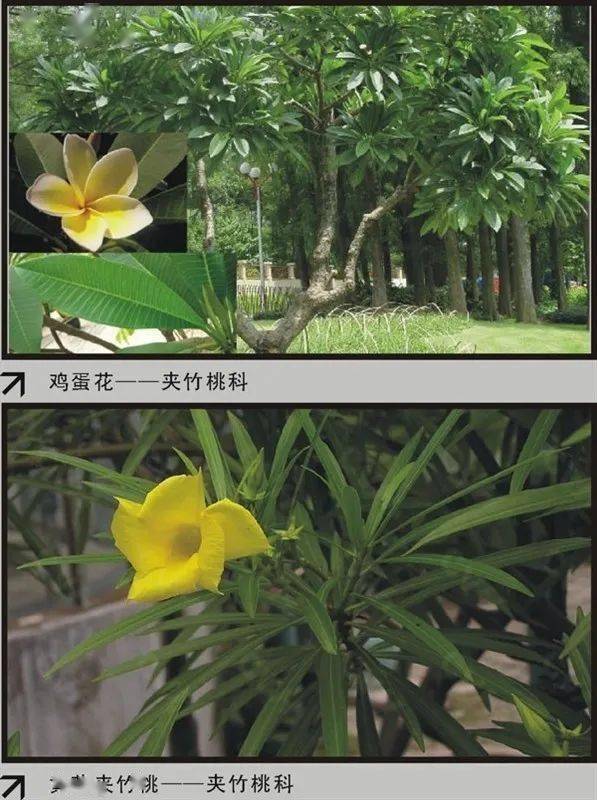 『收藏』百余种常见花卉植物品种识别