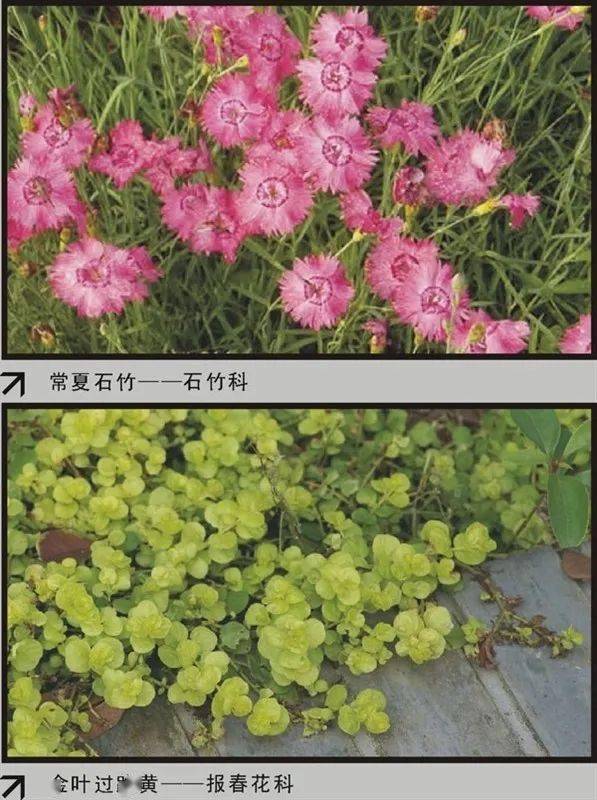 『收藏』百余种常见花卉植物品种识别