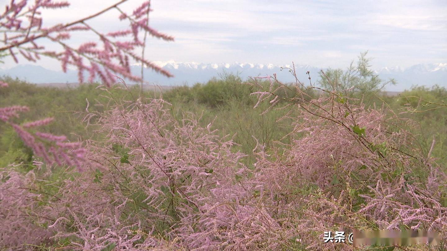 金塔县:红柳花开别样美