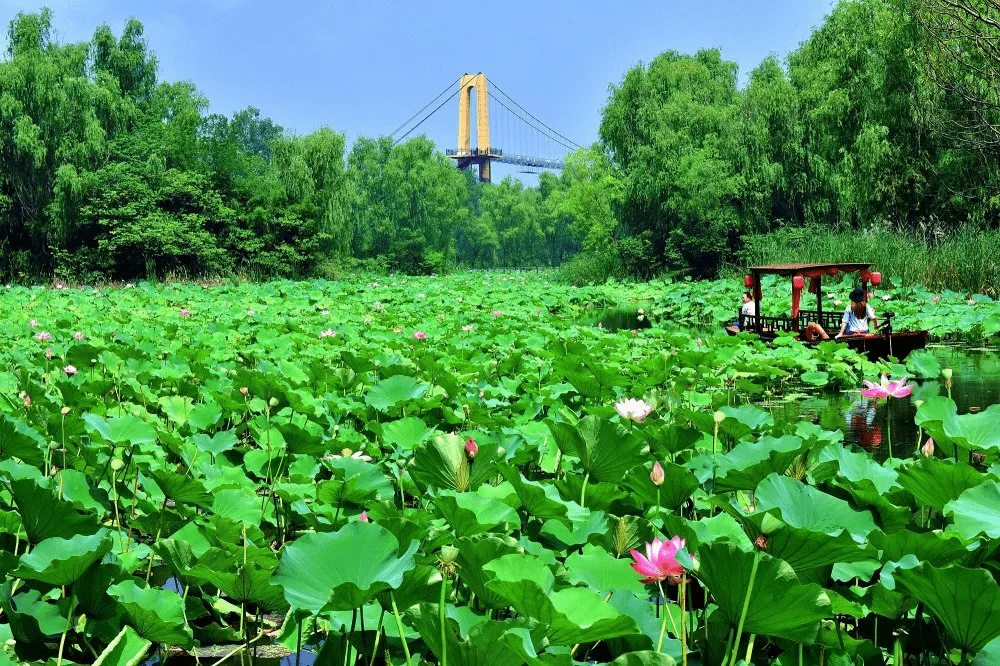 滕州微山湖红荷湿地 | 与"荷"有约,为"荷"而来——来湿地邂逅最美的荷