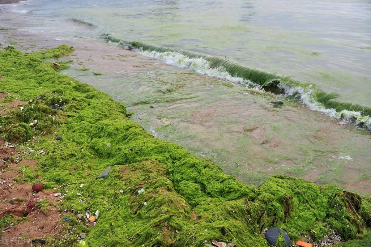 黄海浒苔爆发15年青岛成为重灾区水质变肥才是病根