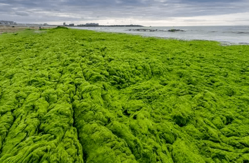 青岛浒苔泛滥这么多绿油油的植物能吃吗