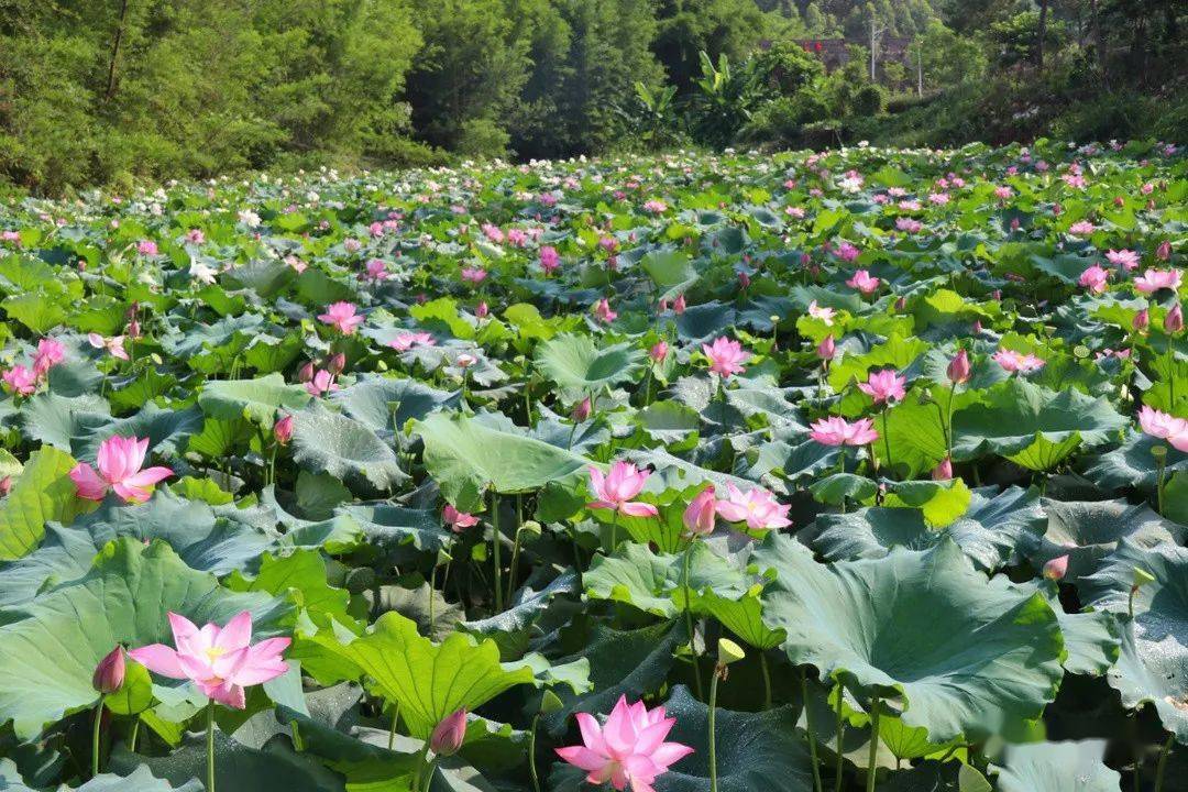 太平镇柴咀村白运的荷花开了!荷花美景绘就乡村振兴画卷