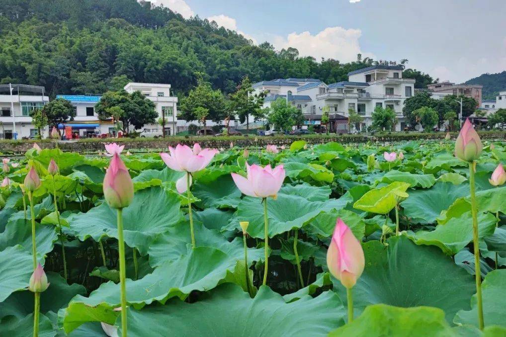 全被花都承包了_红山村