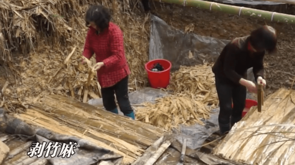 将竹麻剥出泡好之后泡料将处理好的竹片捆扎削去竹节破竹片把毛竹的