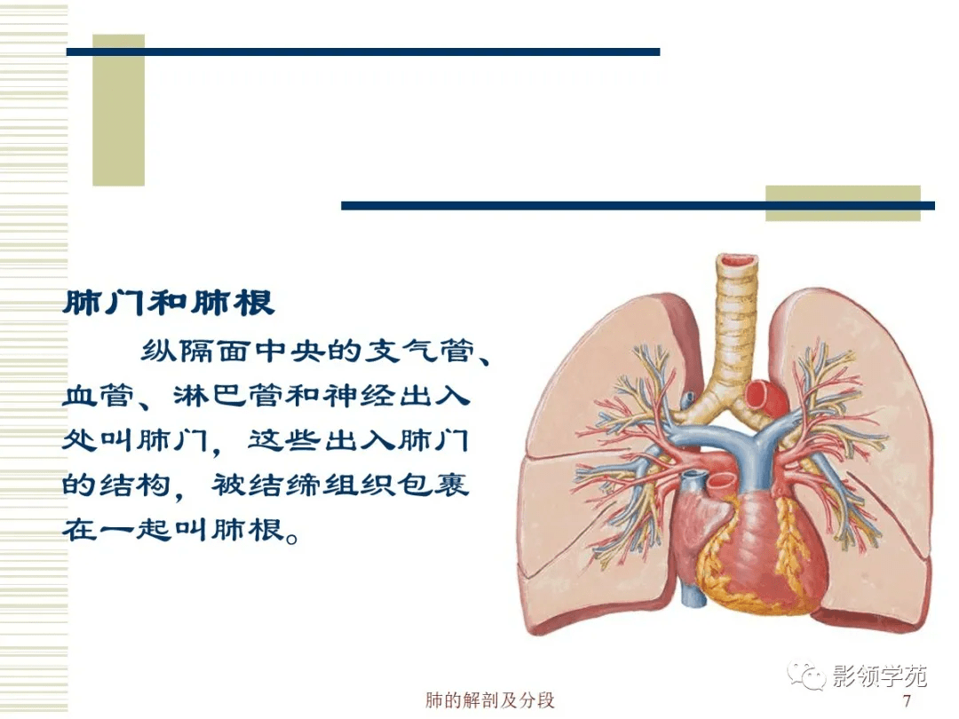 肺部解剖与分段