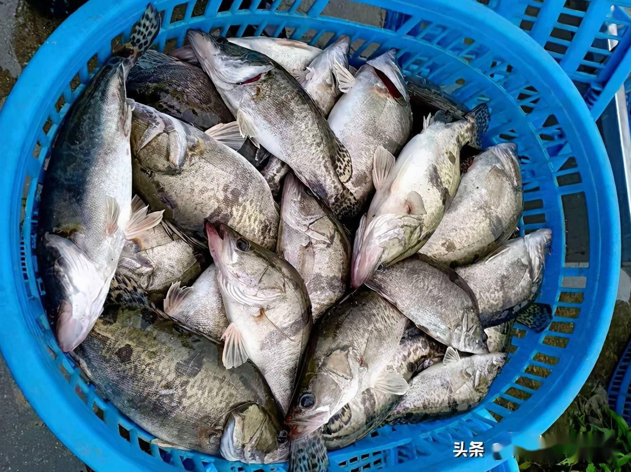 有涨有跌!黑鱼鳜鱼加州鲈黄颡鱼鮰鱼差异大,养殖户需防多雨天气