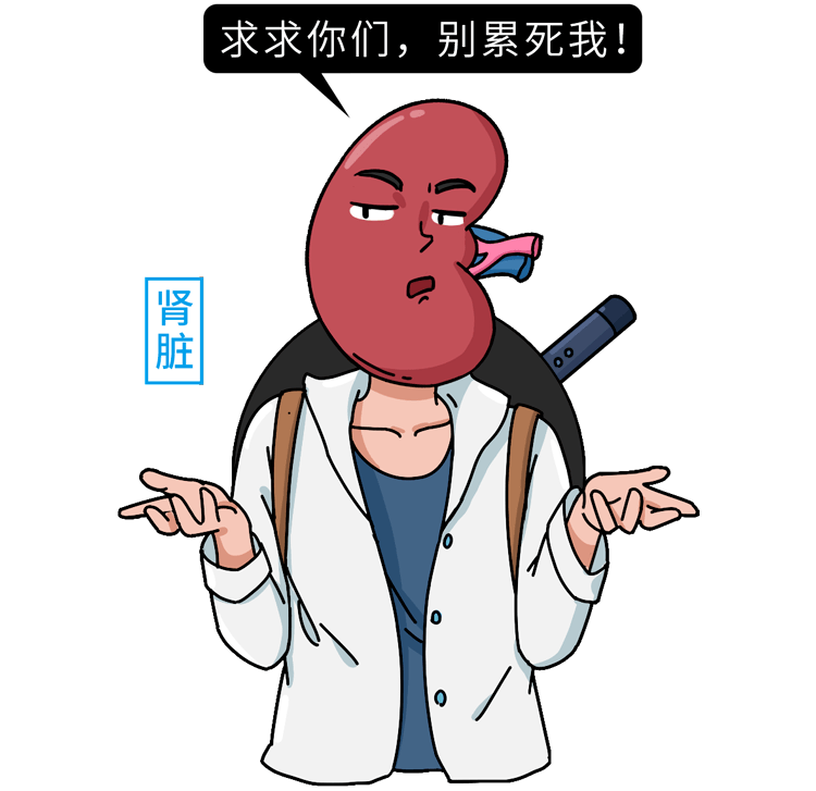 《人体各器官衰老时间表》_肾脏