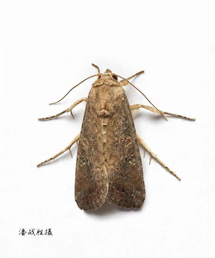 spodoptera frugiperda  别称:草地贪夜蛾,伪黏虫,秋行军虫,秋粘虫