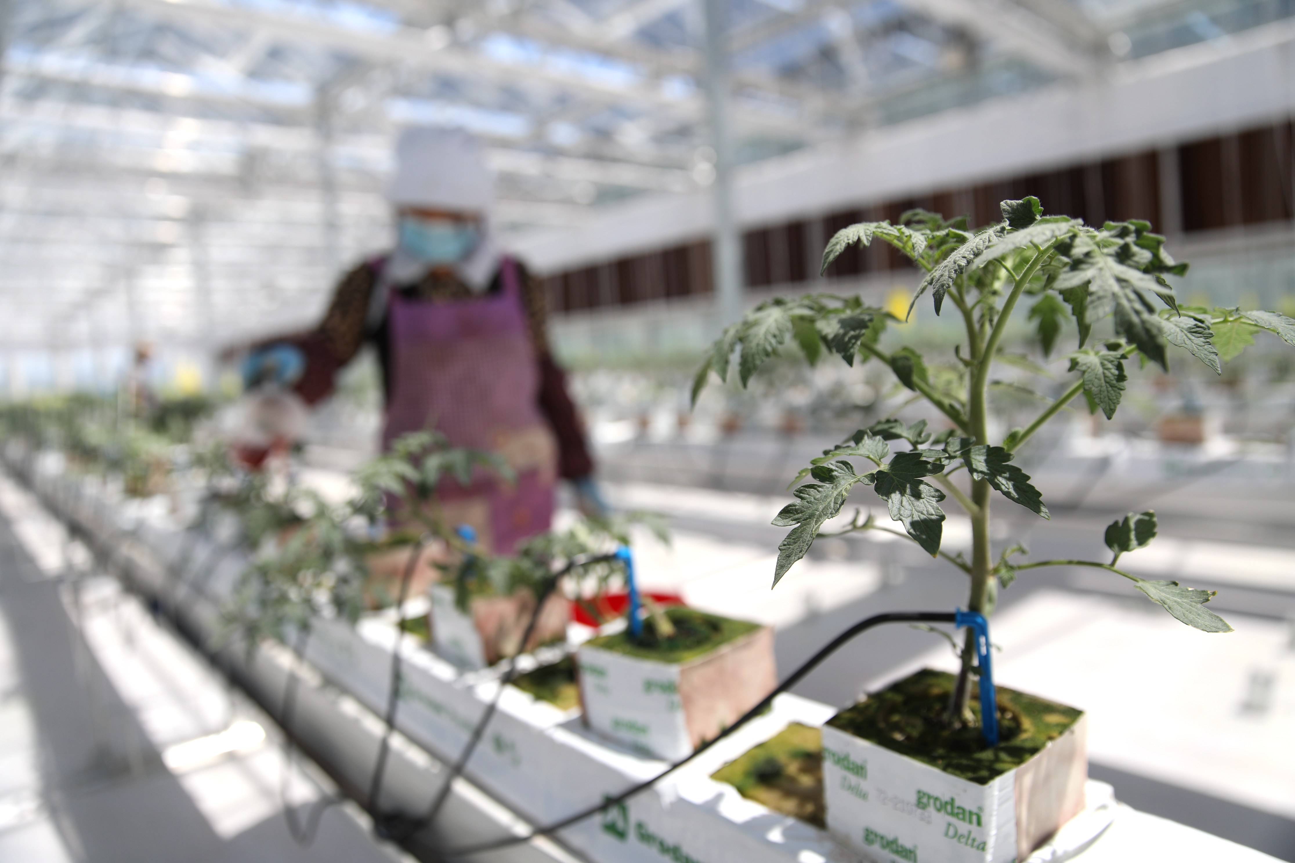 建设智能化"蔬菜工厂" 助力乡村振兴