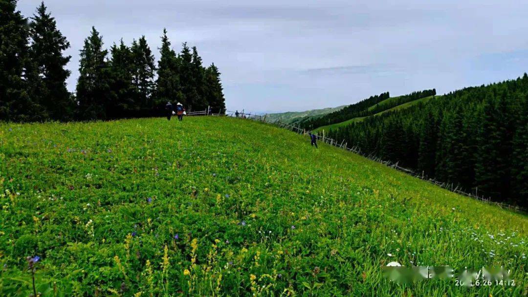 (费用aa)7月11日南山小西沟-小渠子徒步赏山花摘野草莓