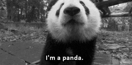 大熊猫给我打了个电话叫我放学别走