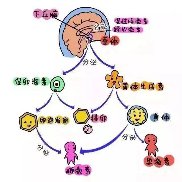 原来身体不仅有两个卵巢,它们还会轮班工作!_排卵