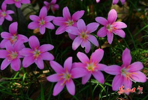 7月8日,汉口江滩,苏里南朱缨花仙气十足.