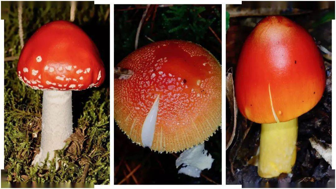 毒蝇伞amanita muscaria(左),黄鳞鹅膏 amanita subfrostiana(中)和拟