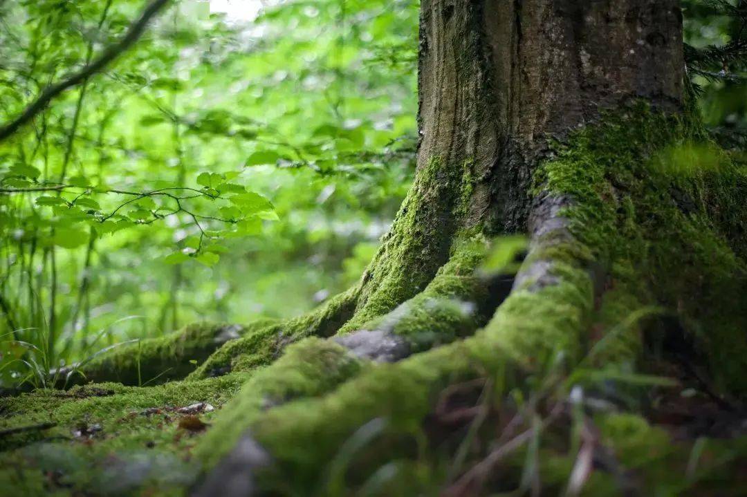 植物 挥发物