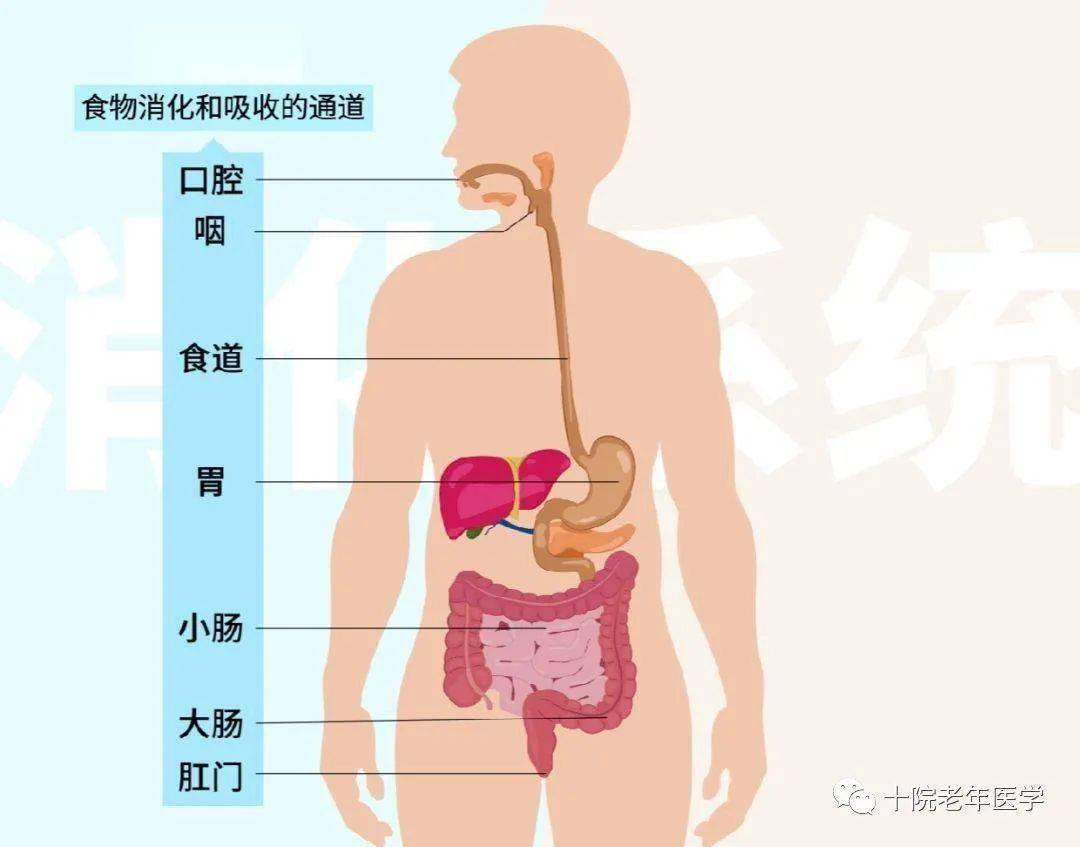 五脏六腑都有哪些具体功能？的功能是什么？
