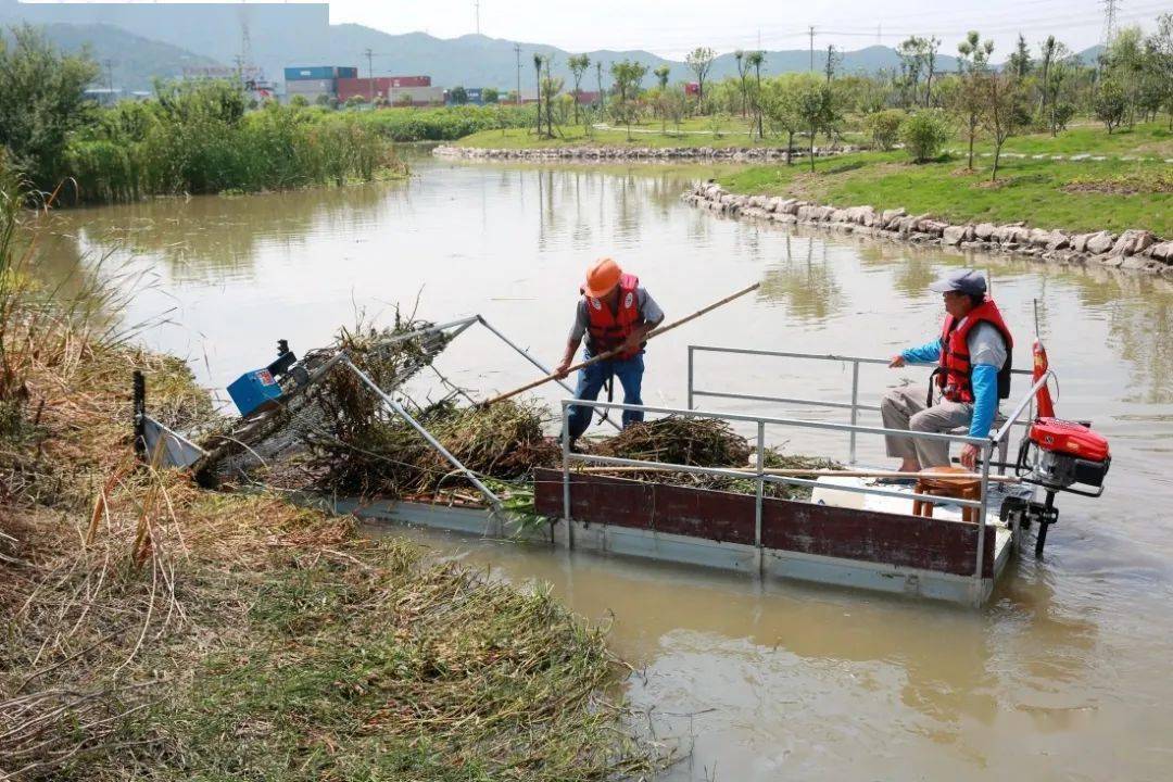 在河道内打捞水草