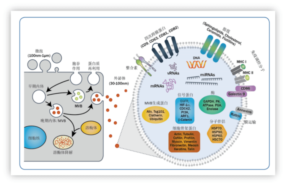 图1. 外泌体形成及组成示意图