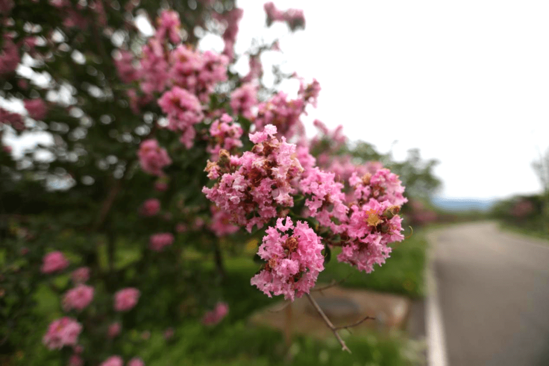 紫薇树姿优美,树干光滑洁净,花色艳丽;开花时正当夏秋少花季节,花期长