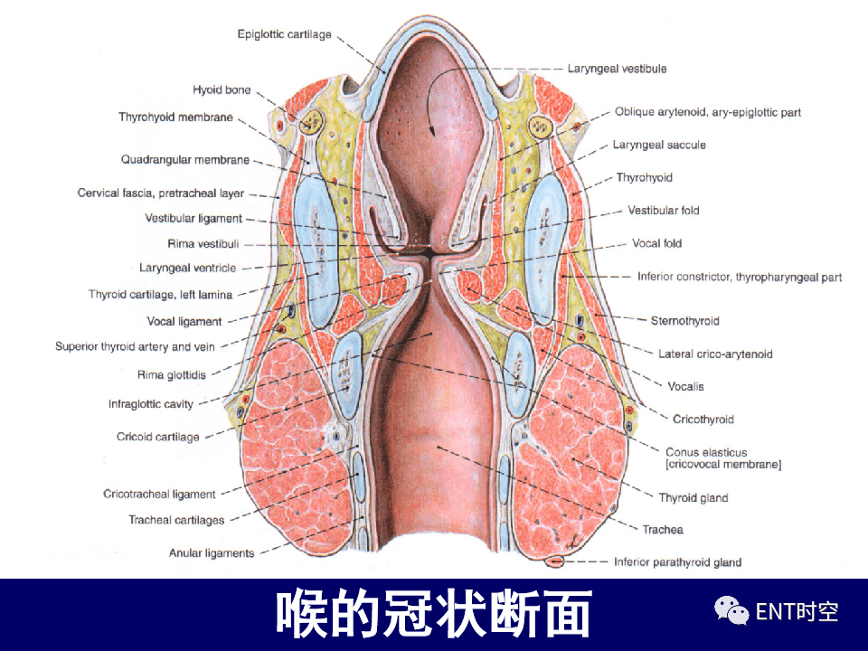 颈部和喉断层解剖