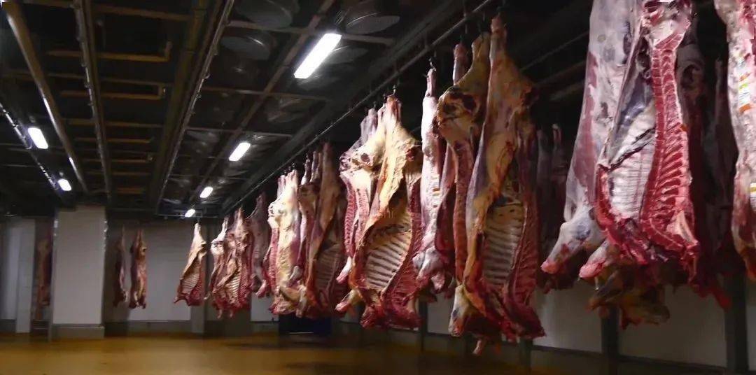 只因牛肉缺口巨大!市场规模已达到8000亿!