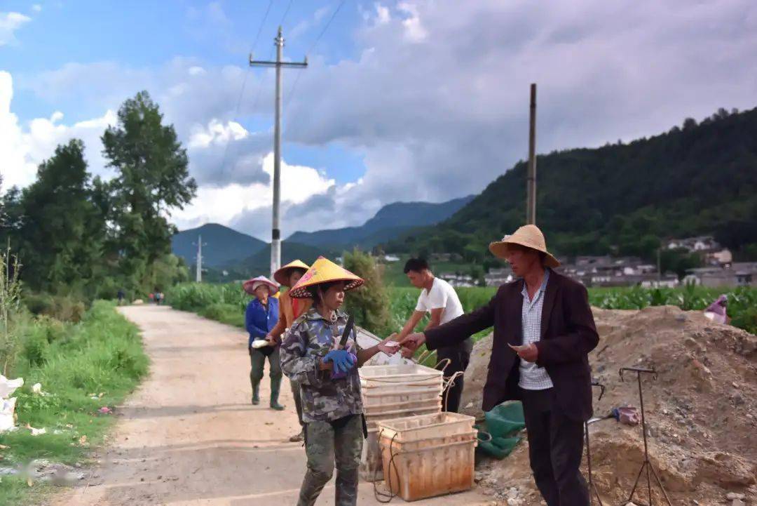 铅锌镇围墙村:发展茭白产业 助推乡村振兴