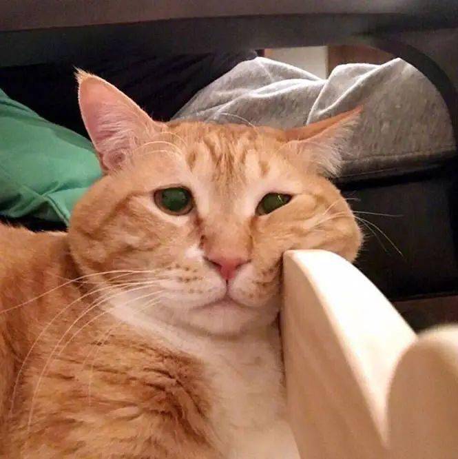 主人回家发现猫咪躺地一动不动,瞬间泪崩