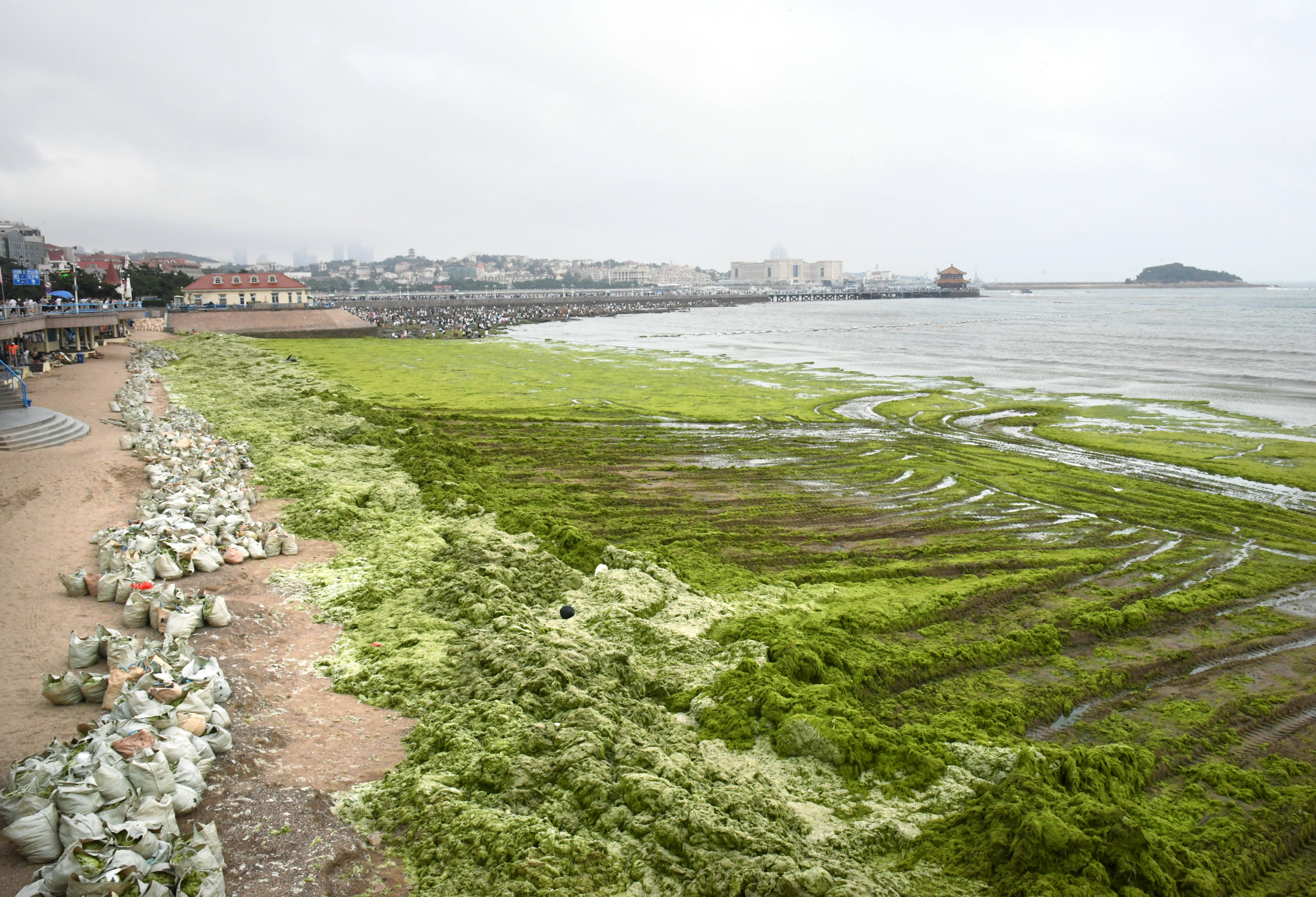 青岛:清理浒苔 浴场关闭