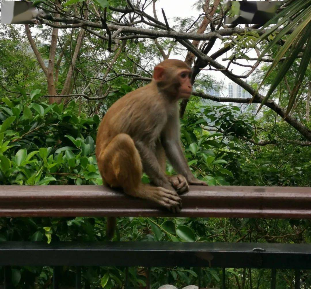 暑假去景区不要和猴子近距离接触