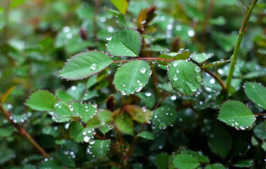 荷花娇艳盛放固然风姿绰约 风雨中的坚挺却更添风情 而紫阳花 是夏天