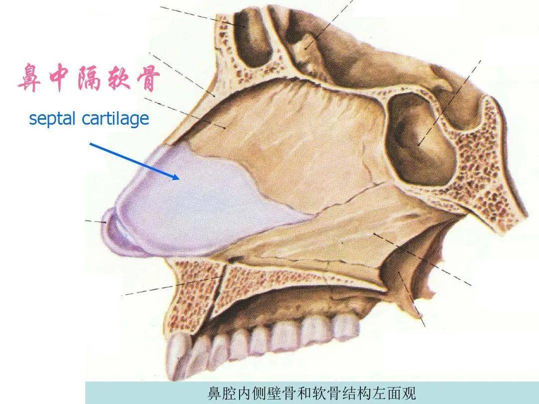 鼻及副鼻窦影像解剖