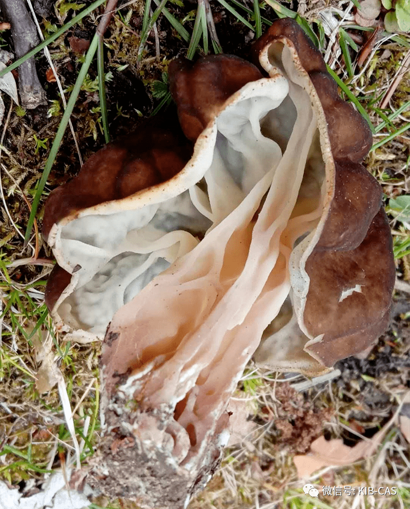 赭鹿花菌( gyromitra spp.