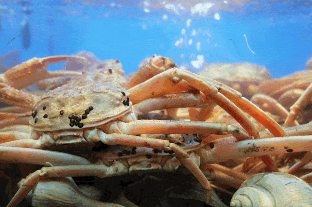 来自全球的生猛海鲜, 鲜吃现捞, 无需菜单,全实物点单, 一锅清汤就能