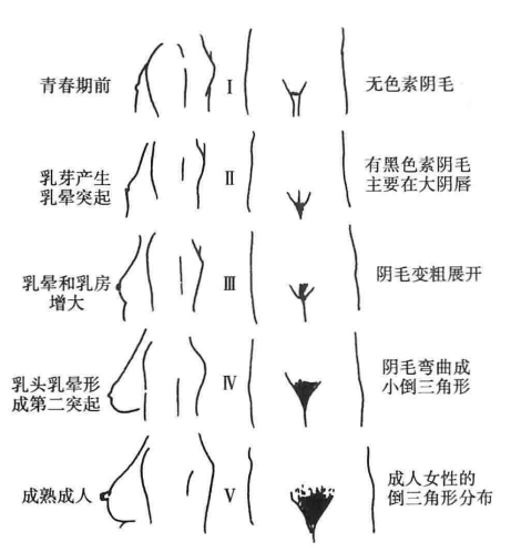 女性乳房和阴毛发育 tanner 分期