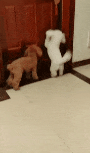 一组狗狗迎接主人回家的画面,看完才知道:原来它这么爱我!