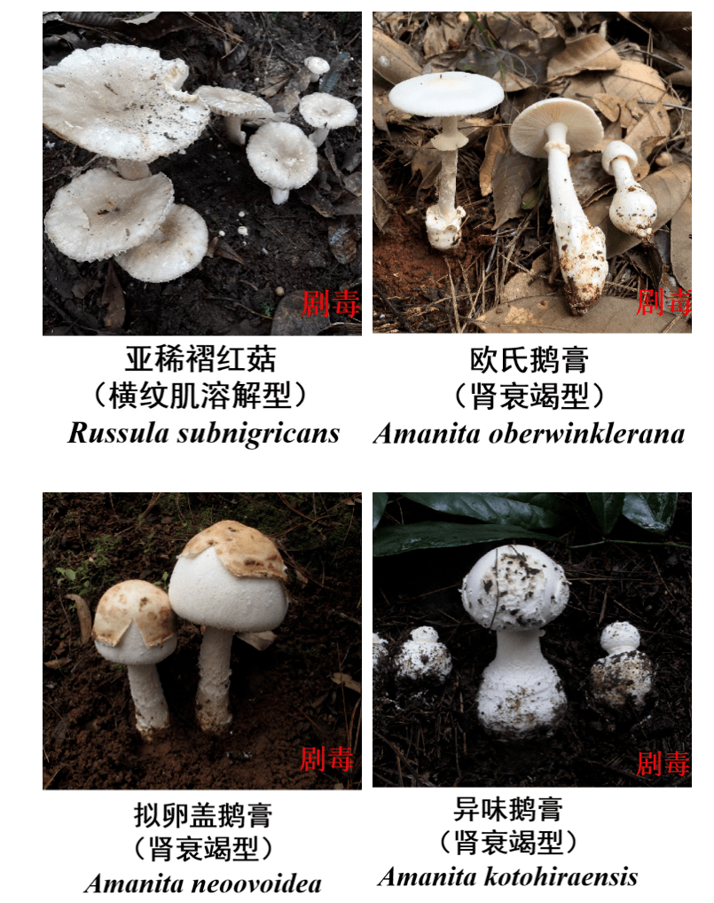 尤其下图的蘑菇种类千万不要随意采食野外的蘑菇!