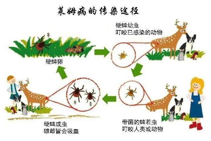 莱姆病的主要症状