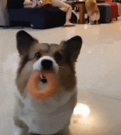 柯基被飞来的球打中屁股,整只狗都懵了.