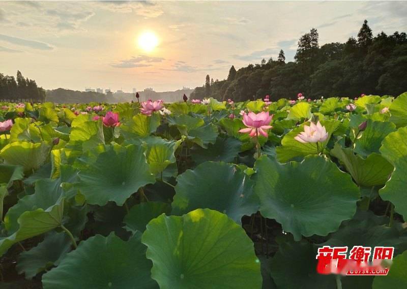 衡阳市南湖公园70亩荷花竞相绽放 吸引市民纷纷前来"打卡"