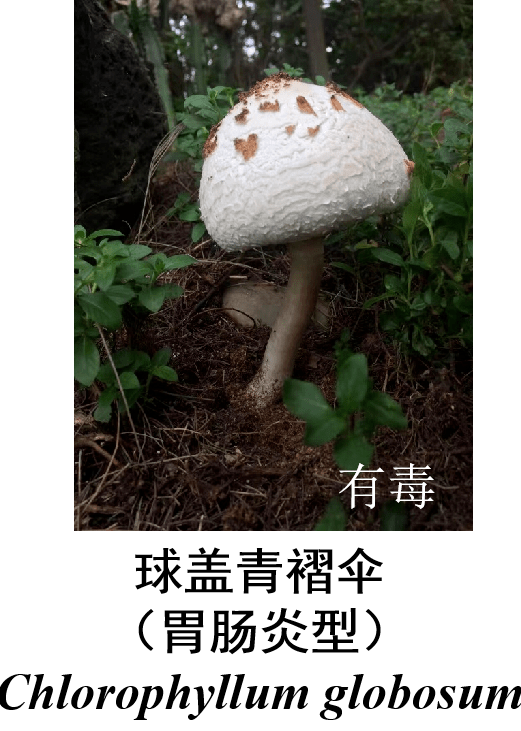 这些毒蘑菇,看到请远离→_有毒