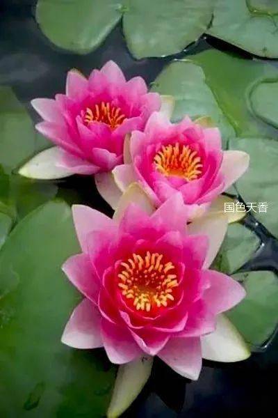 水中的女神_莲花