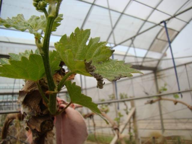(2)药害造成葡萄叶片黄化: (3)生理原因及逆境条件引起叶片黄化: (4)