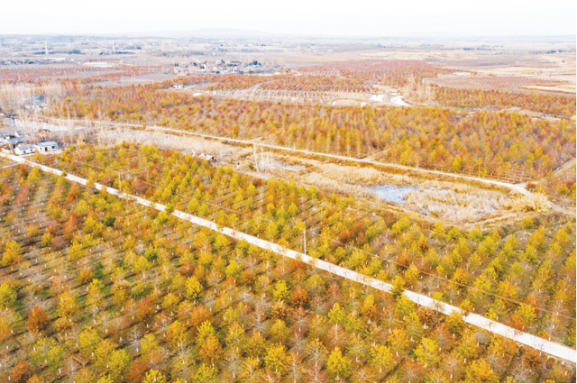 日前寒冬已至,明光市张八岭镇驭景苗圃场的1600亩娜塔栎苗木依旧色彩