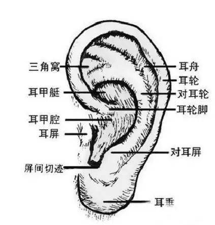 嘴巴的详细结构 如下图所示,很多人勾勒嘴巴时太随便,要注意嘴唇上