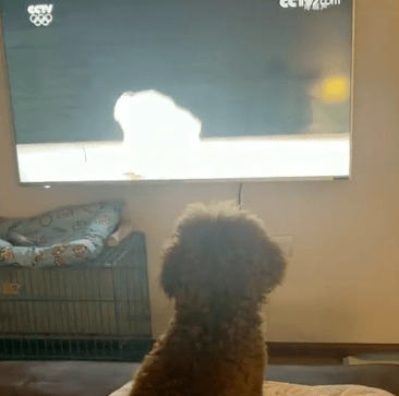 狗子看奥运开幕式,结果被当场吓飞……笑喷了!