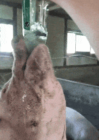 gif:?这是一个悲伤的故事,新买的小汽车呀!